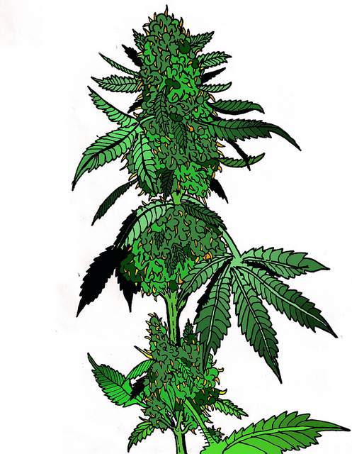 Gallery For > Cool Marijuana Plant Drawing