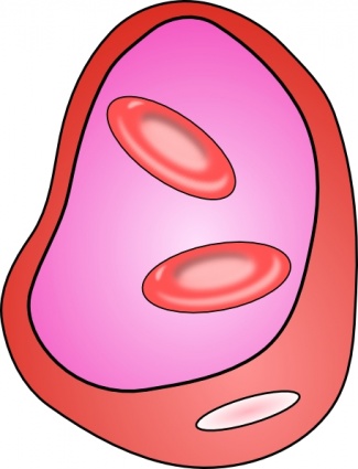 Erythrocyte Red Blood Cell clip art Free Vector - Cartoon Vectors ...