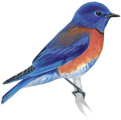 Eastern Bluebird | Audubon Field Guide