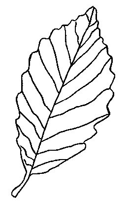 Leaf Outline