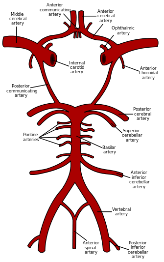 Posterior inferior cerebellar artery