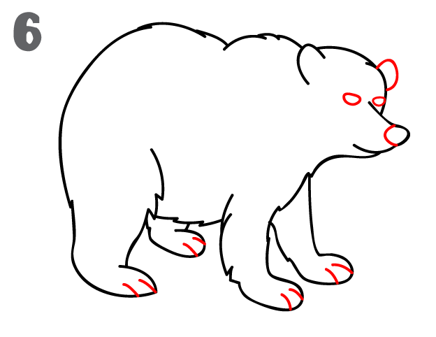 How To Draw a Bear - Step-