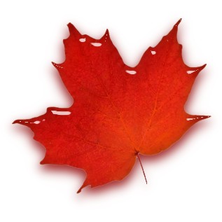 Picture Of A Maple Leaf