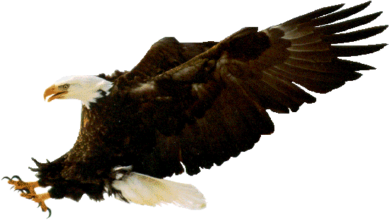AMERICAN BALD EAGLE (
