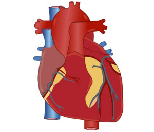 Simple Heart Diagram - ClipArt Best