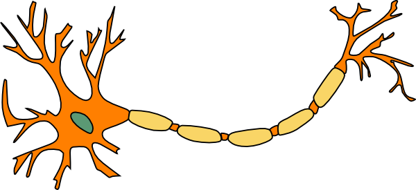 Labeled Picture Of A Neuron - ClipArt Best