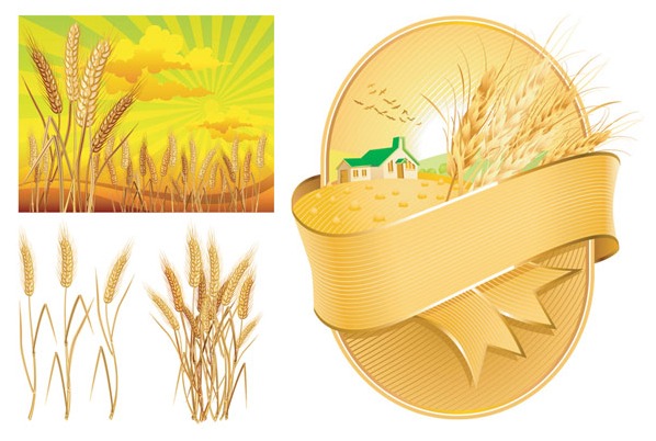 wheat vector