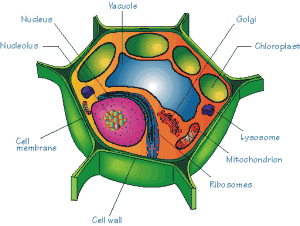 Labeled Animal Cell - ClipArt Best