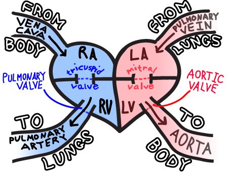 Heart Diagram | Aortic Stenosis ...