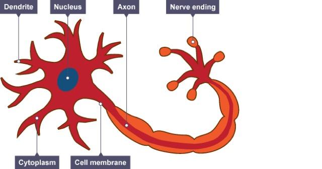 Biology: B1 1B-Responses To A Changing Environment - StudyBlue