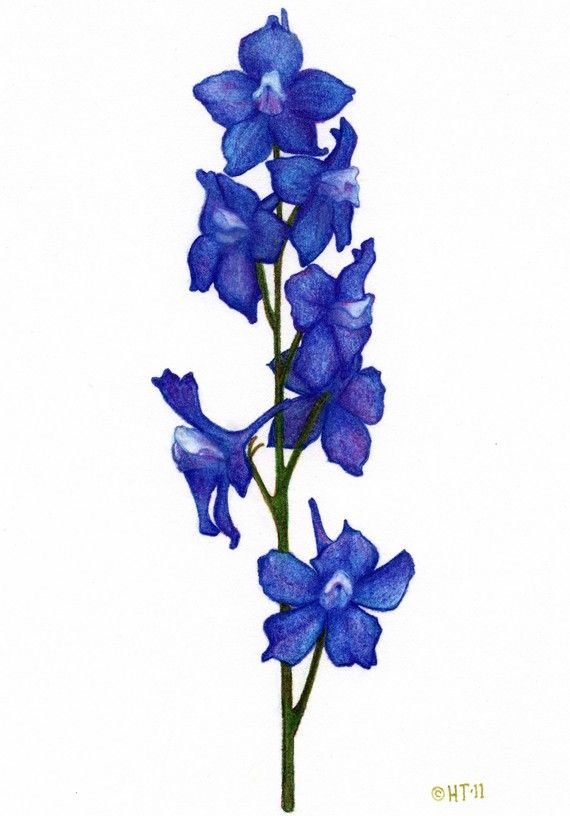 1000+ images about Tattoo Design | Delphiniums ...