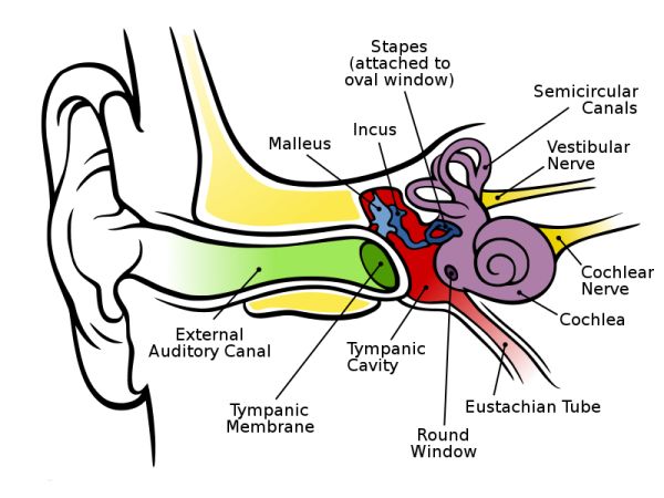 Human Ear Diagram | Nursing ...