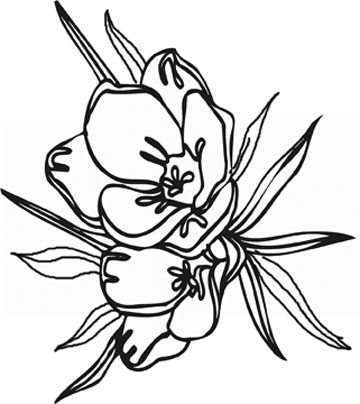 Aster Flower Drawing - ClipArt Best