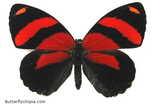 Red Butterfly | Butterflies ...