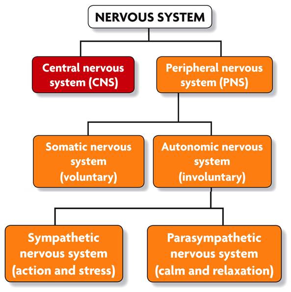 Neuron Diagram Neurotransmitters | Wiring Diagram Or Schematic