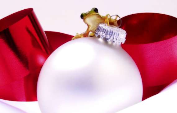24 Awesome Christmas Wallpaper With Frogs - 7te.org
