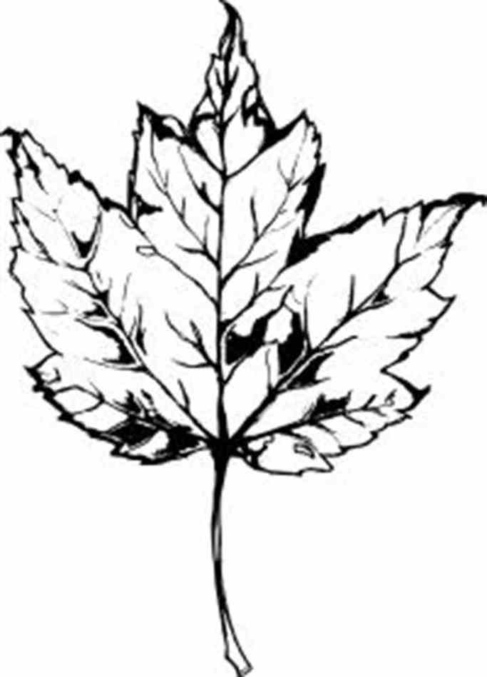 Maple Leaf Stencil Clipart - Free to use Clip Art Resource