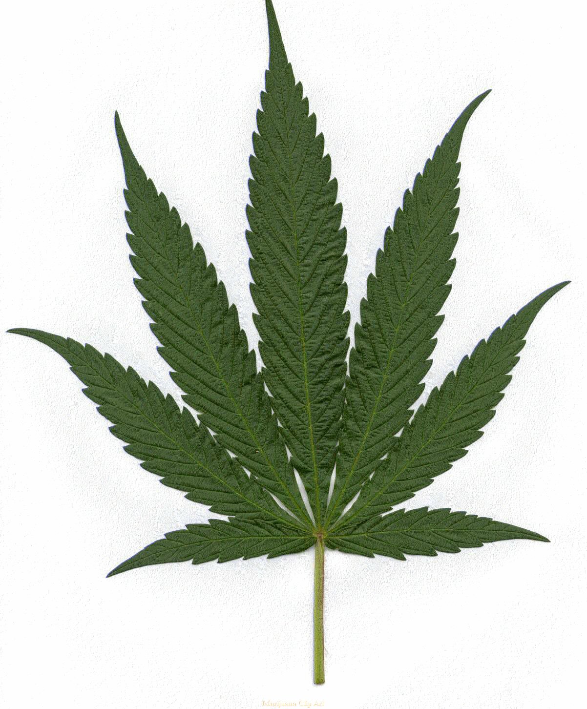 free clip art weed leaf - photo #7