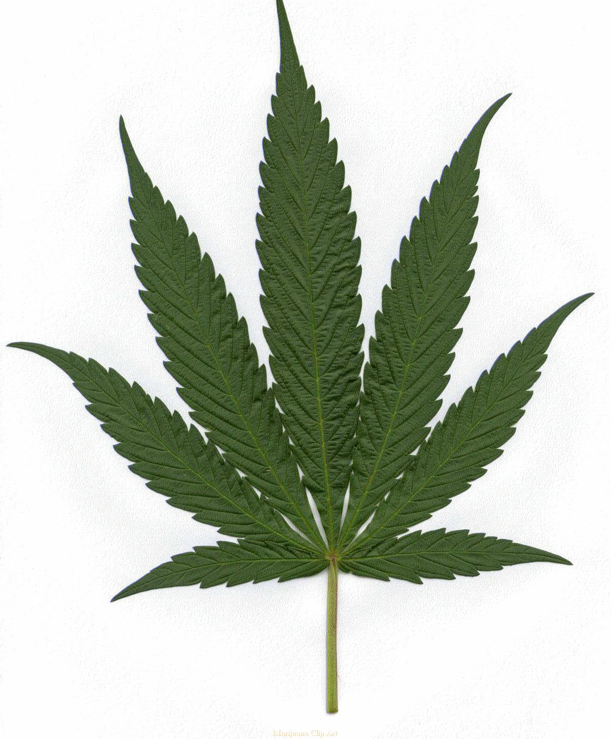 pot leaf clipart - photo #7