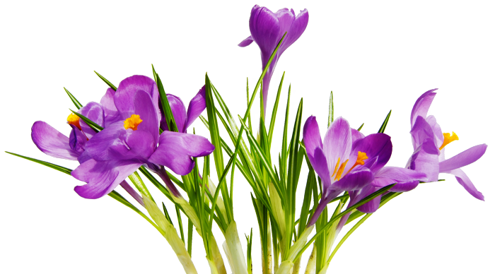 free flower clipart png - photo #50