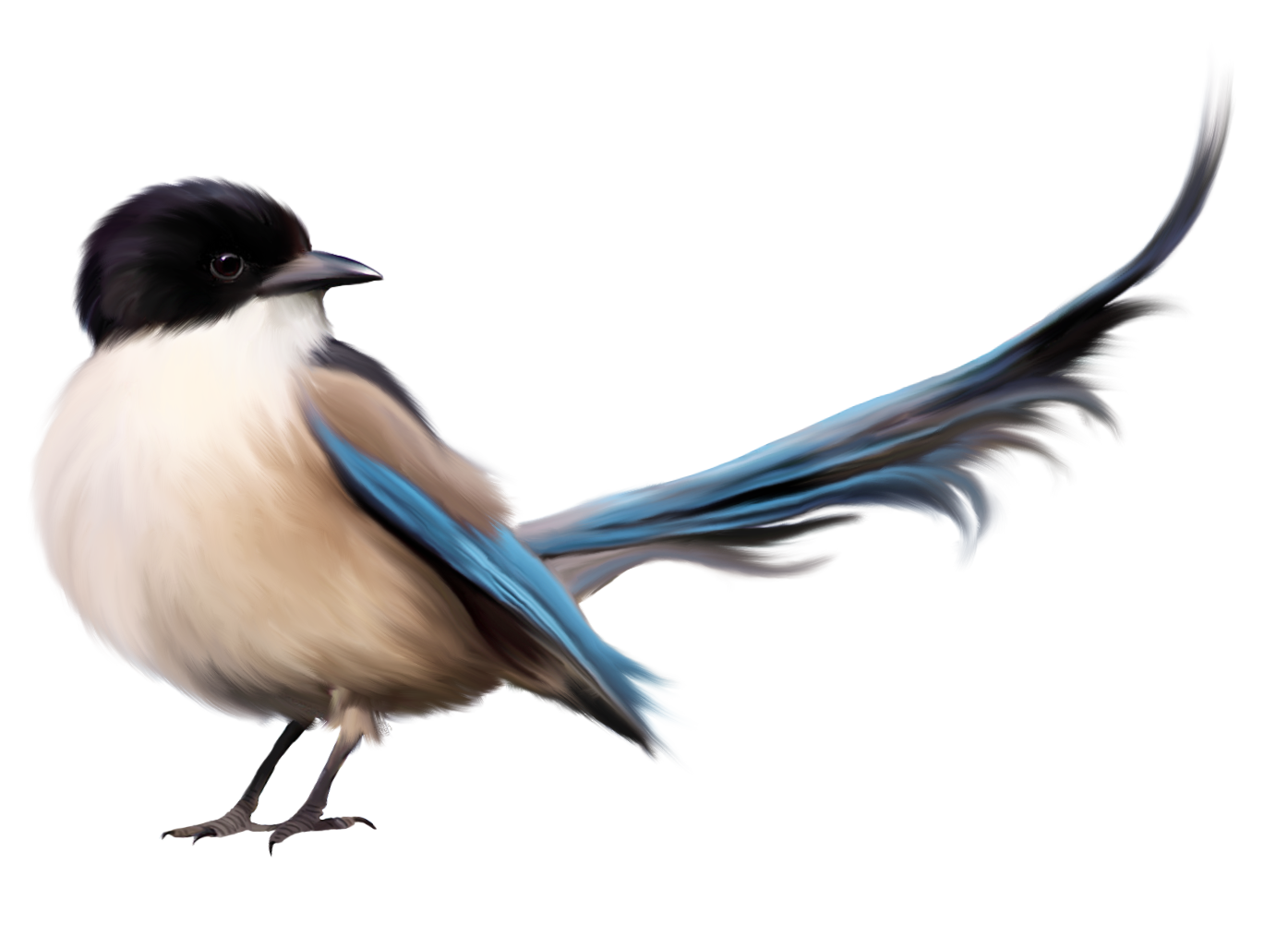 Bird with Blue Tail PNG Clipart Picture