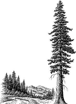 Redwood Tree Clip Art - Tumundografico