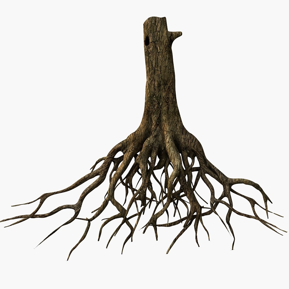 Searched 3d models for tree root