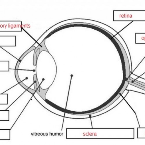 Cow Eye Labeled Diagram - ClipArt Best