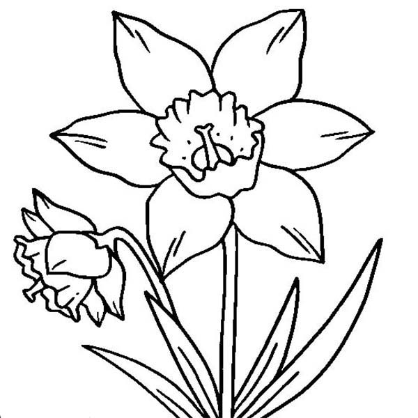 Daffodil Coloring Pages - CartoonRocks.com