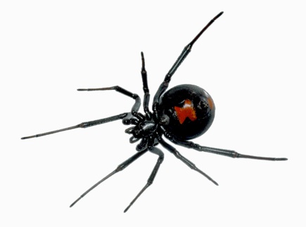Feilich spider image.jpg