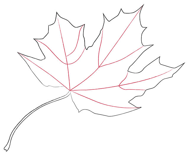 How to Draw a Maple Leaf: 11 Steps (with Pictures) - wikiHow ...