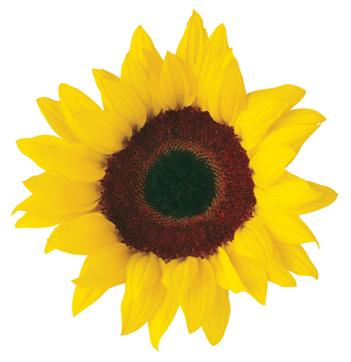 Sunflower Field Clipart