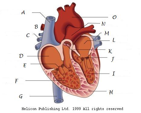 Unlabelled Diagram Of The Heart