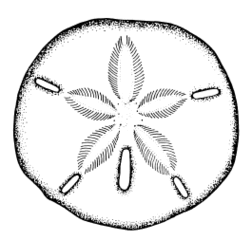 Black And White Sand Dollar Clip Art Clipart - Free to use Clip ...