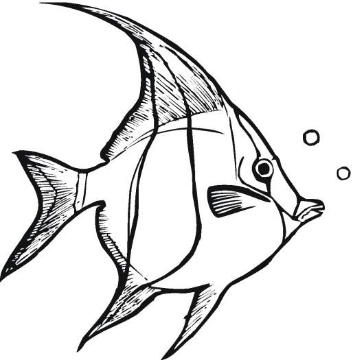 Best Photos of Angel Fish Outline - Angel Fish Coloring Pages ...