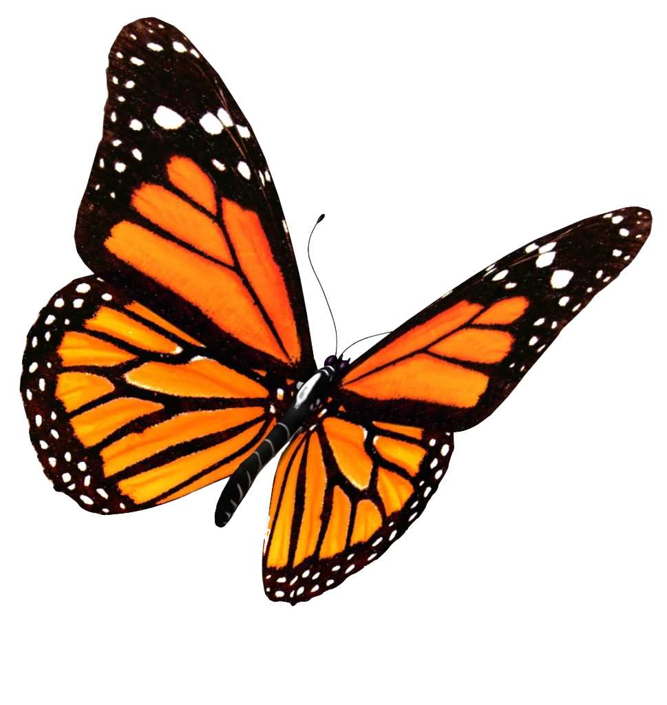 Flying Butterflies PNG Transparent Image | PNG Mart