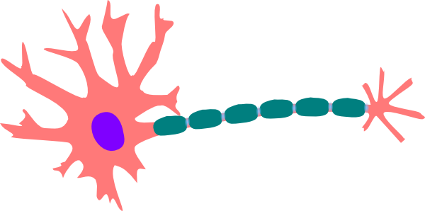 Neuron Labeled Diagram - ClipArt Best
