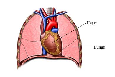 Heart-lung transplant - What It Is, Reasons for It, After ...