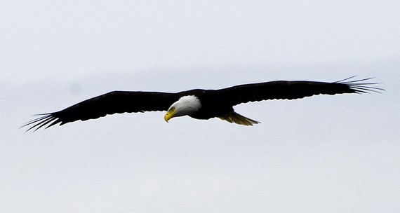 free clipart of eagles soaring - photo #23