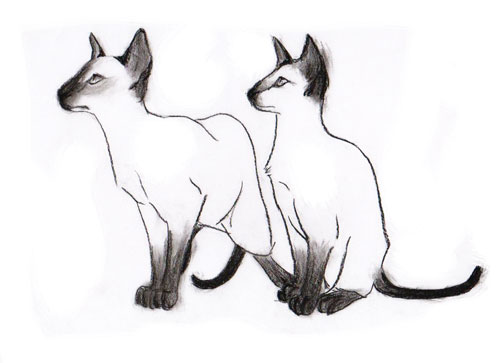 siamese cat clipart - photo #18