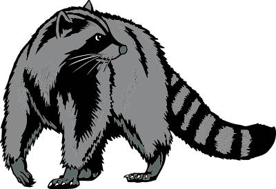 Raccoon Clip Art - Tumundografico