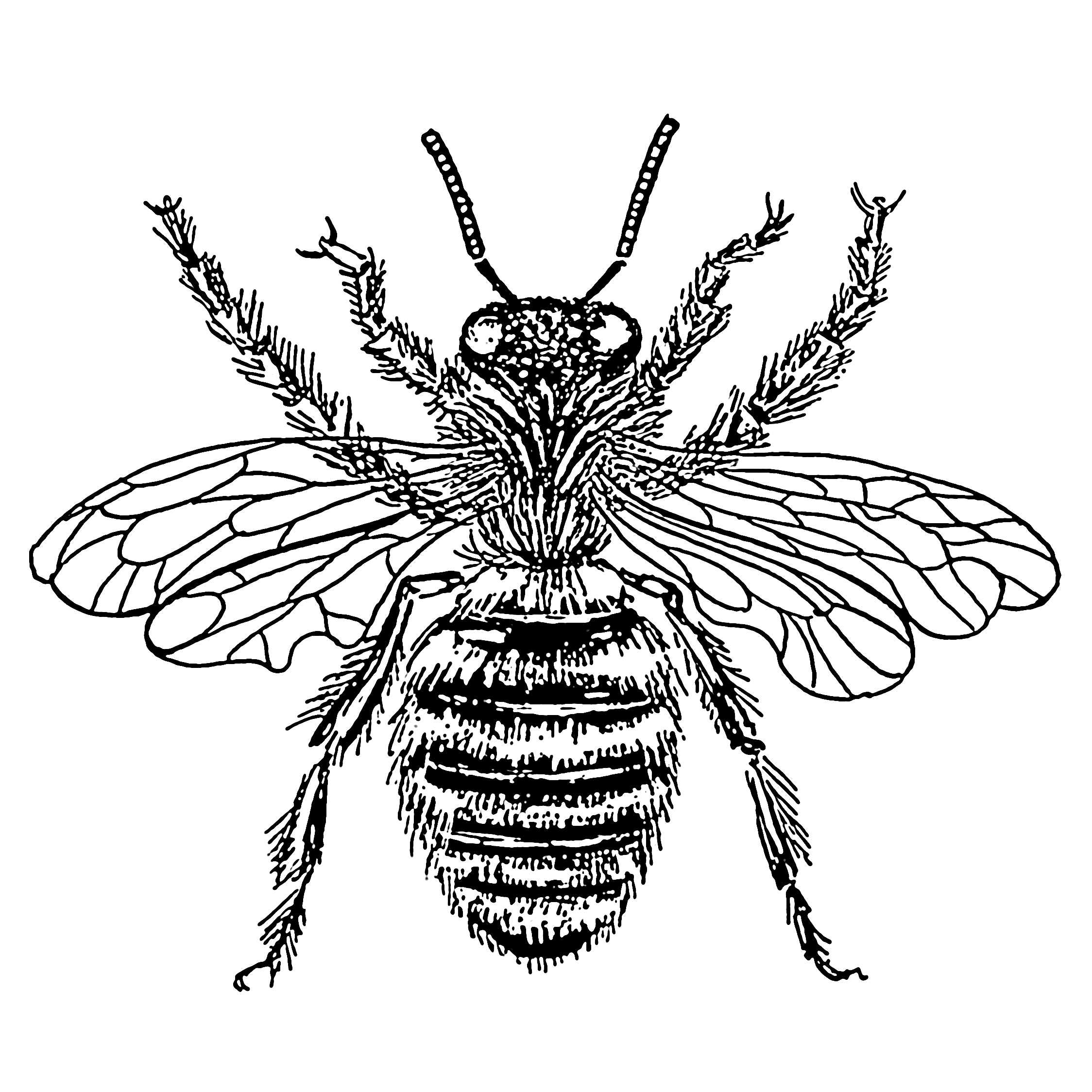 Vintage Bee Hive Clipart