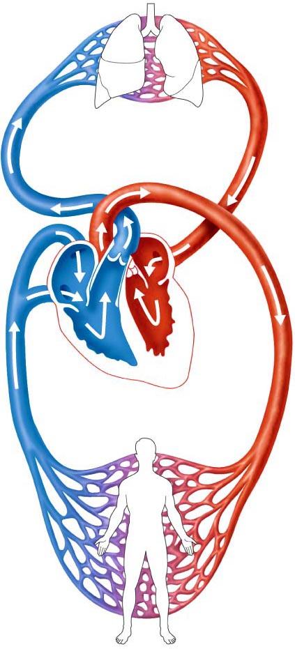 Circulatory System | Body Systems Project