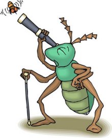 Search Experts...I need a cricket clipart