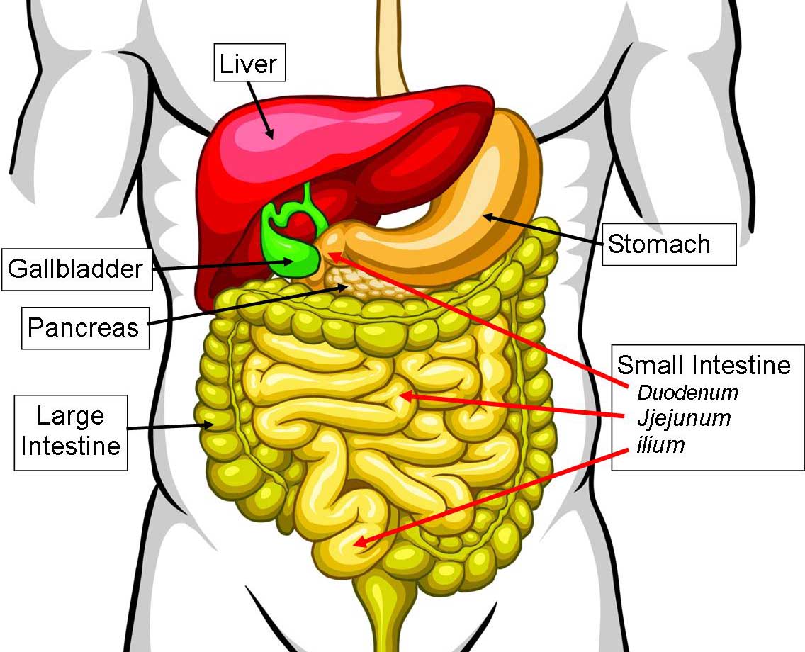 Small Intestine Diagram