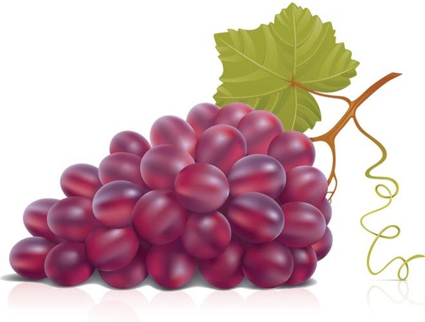 Grapes free vector download (407 Free vector) for commercial use ...
