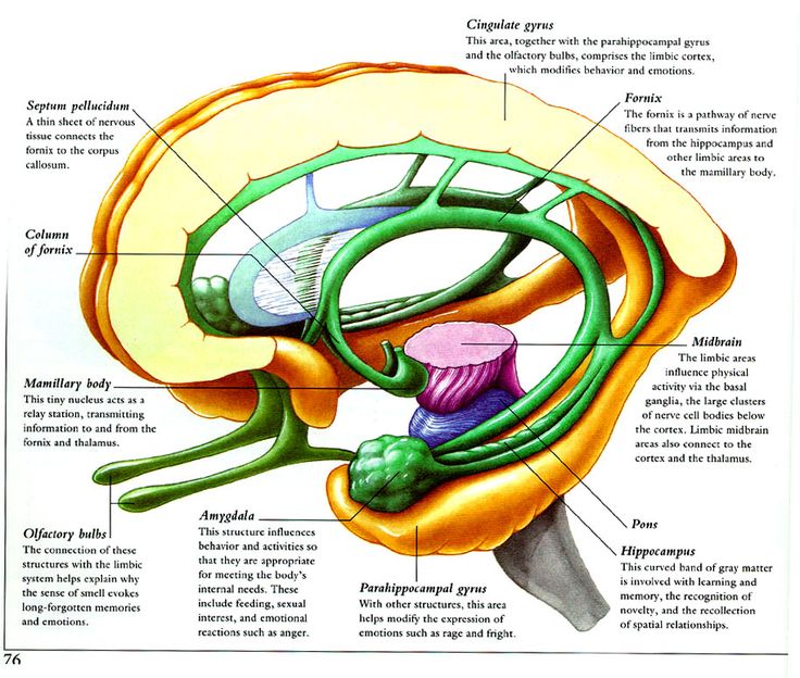 Simple Brain Diagram - ClipArt Best