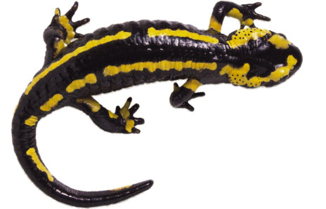 Salamander Clip Art - Free Clipart Images