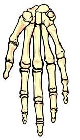 Human Skeleton Diagram Without Labels - ClipArt Best