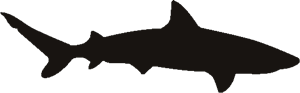 Shark 3 Stencil | Craftcuts.com